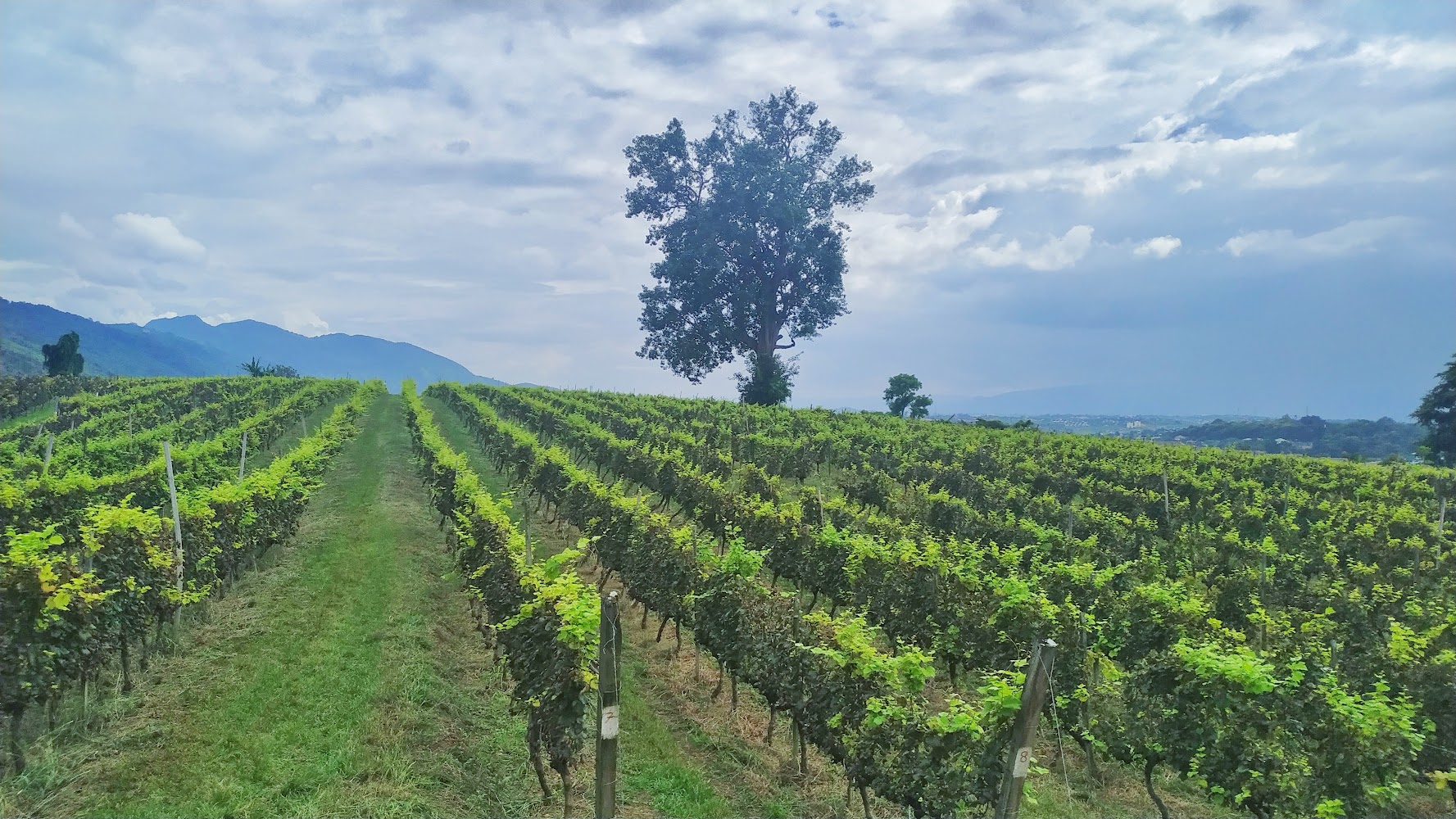 Sunset Wine Garden & VineYard
